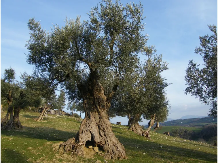 Risposta : cure ulivo secolare espiantato
