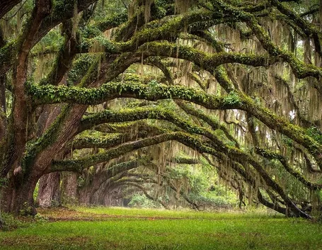 Risposta : desiderio quercia