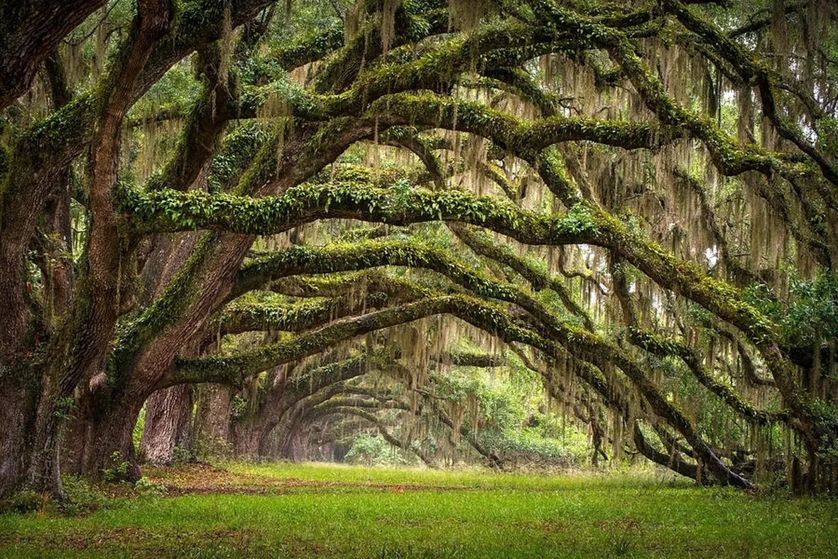 Risposta : desiderio quercia