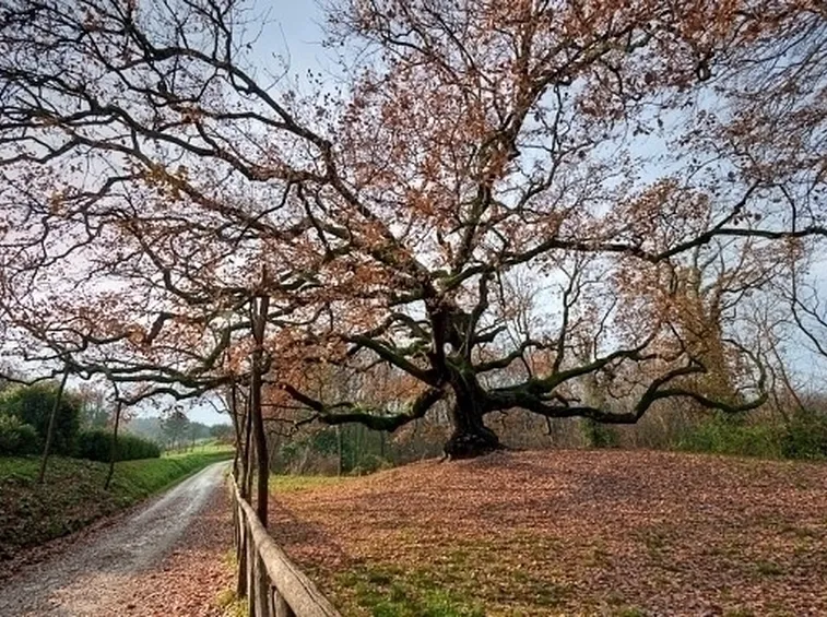 Risposta : desiderio quercia