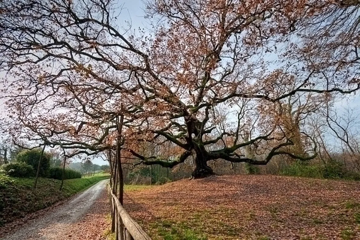 Risposta : desiderio quercia