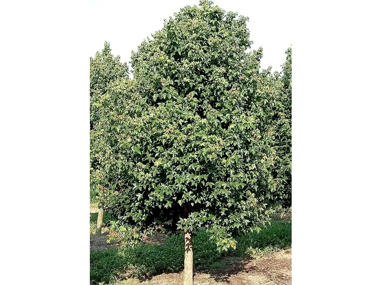 Risposta: i bonsai di acero