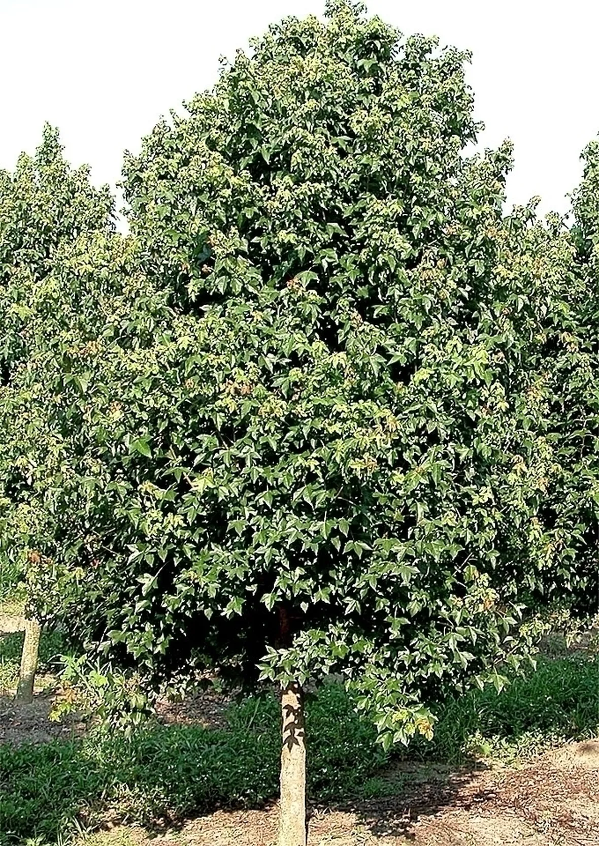 Risposta: i bonsai di acero