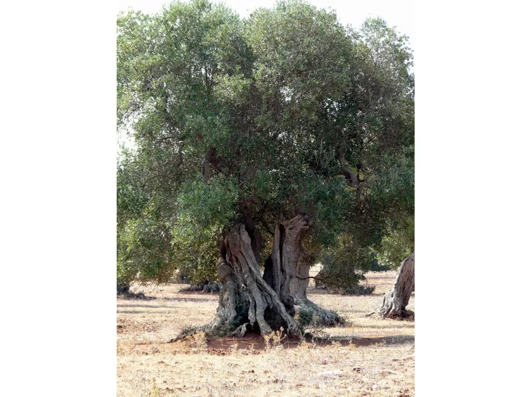 Risposta: la potatura dell'ulivo