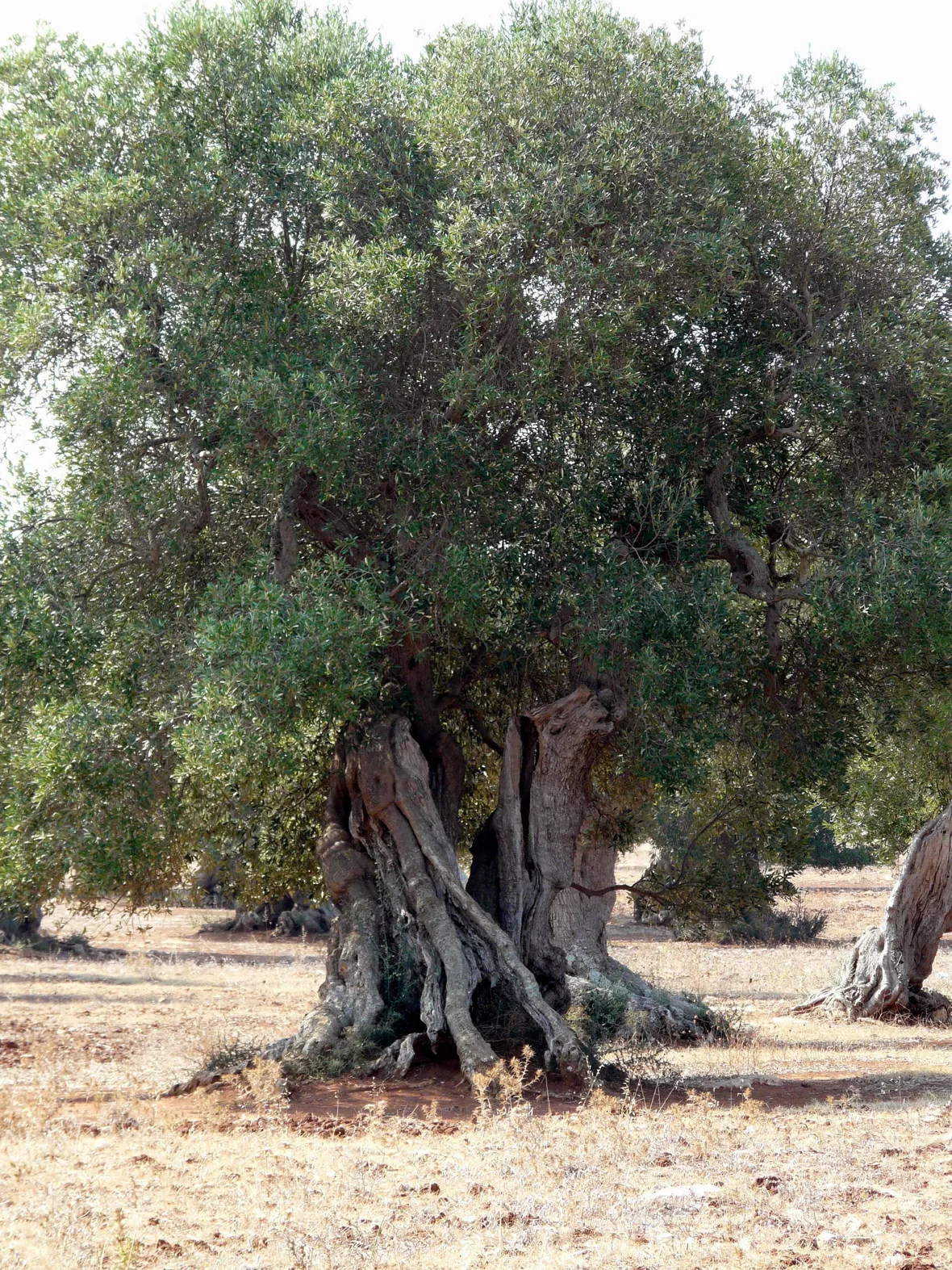 Risposta: la potatura dell'ulivo