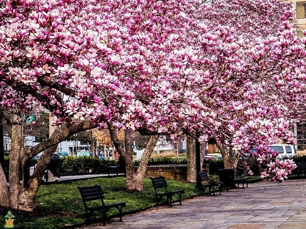 Risposta : Magnolia