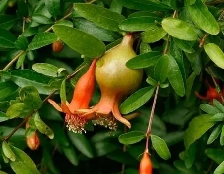 Risposta : melograno nano