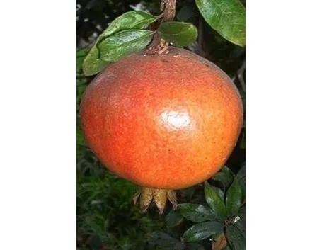 Risposta : Melograno perde i fiori e non fa frutti