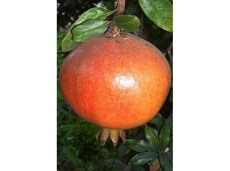 Risposta : Melograno perde i fiori e non fa frutti
