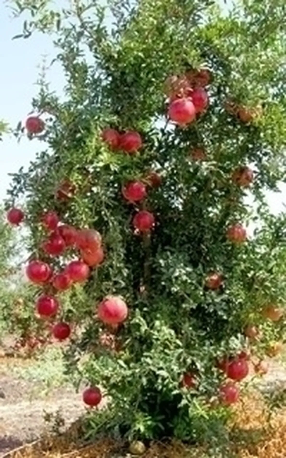 Risposta : Melograno