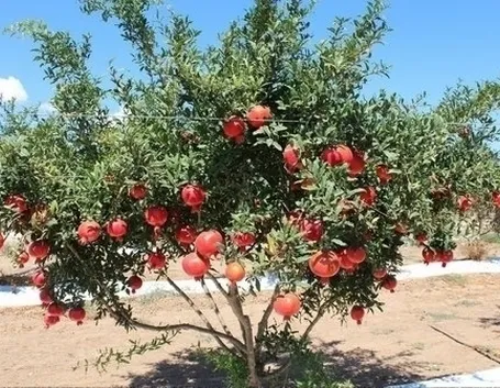 Risposta : potatura melograno