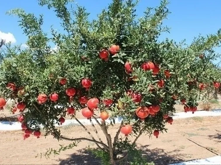 Risposta : potatura melograno