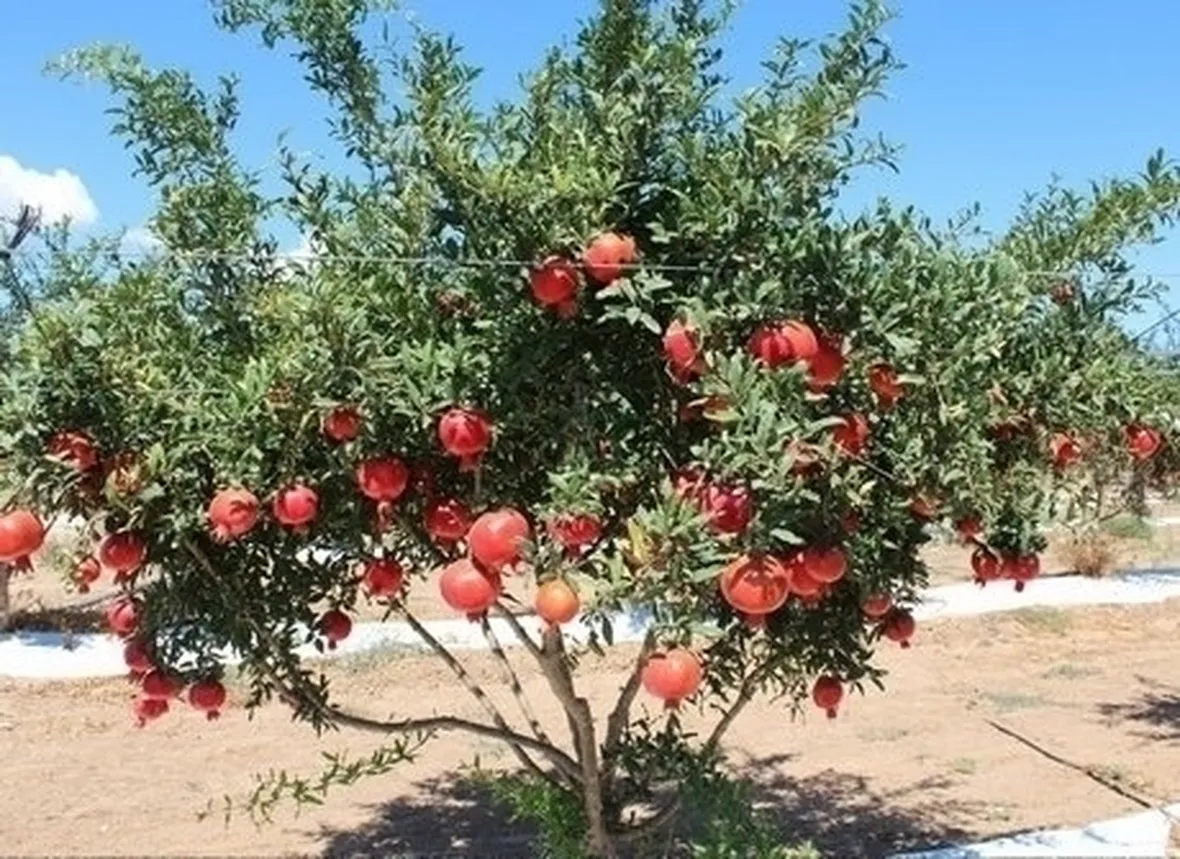 Risposta : potatura melograno