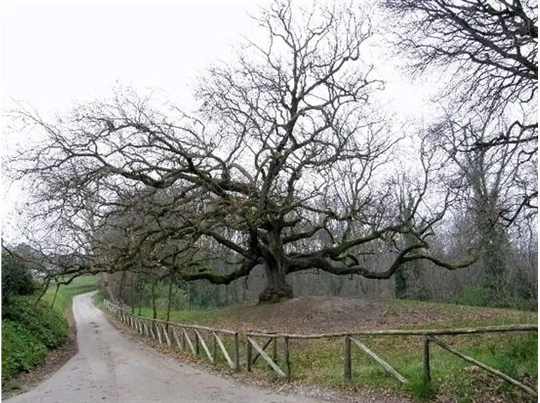 Risposta : quercia:foglie grandi