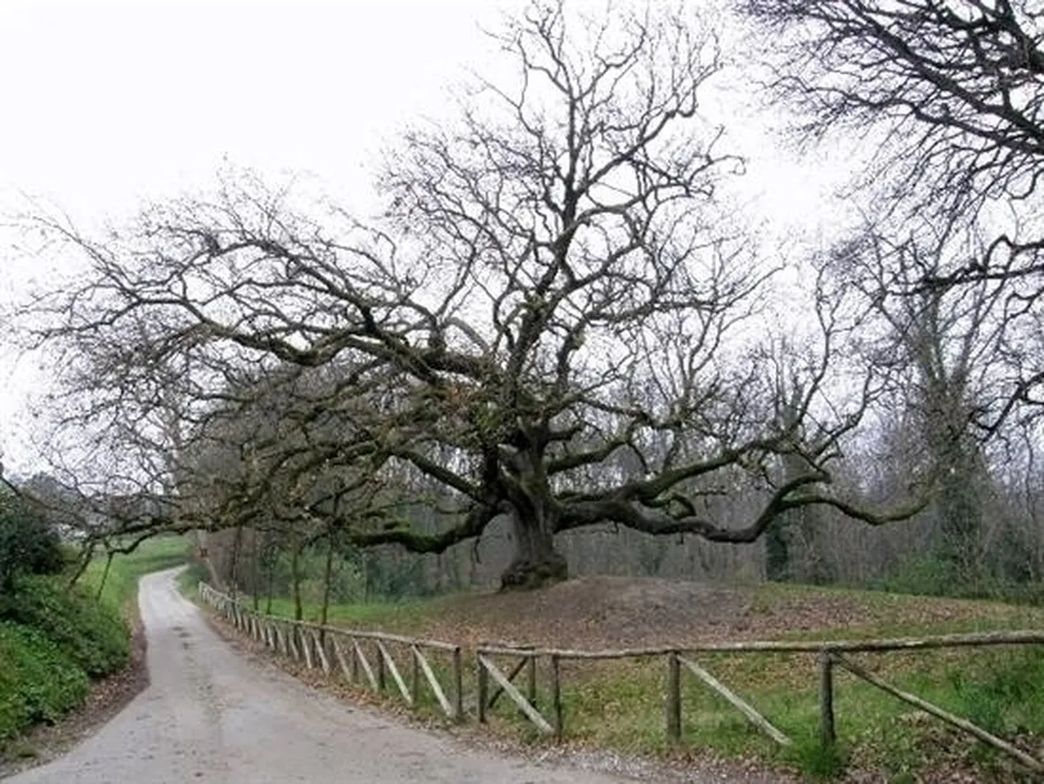 Risposta : quercia:foglie grandi