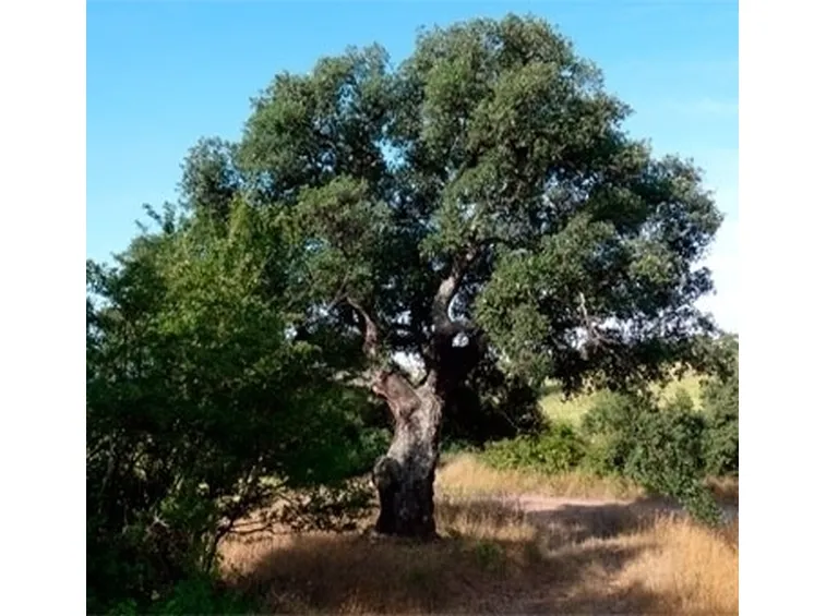 Risposta : quercia:foglie grandi