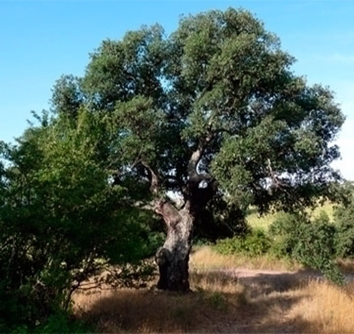 Risposta : quercia:foglie grandi