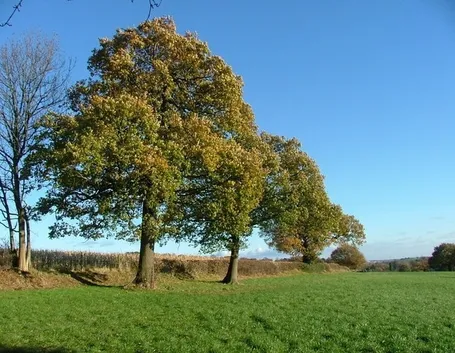 Risposta : quercia