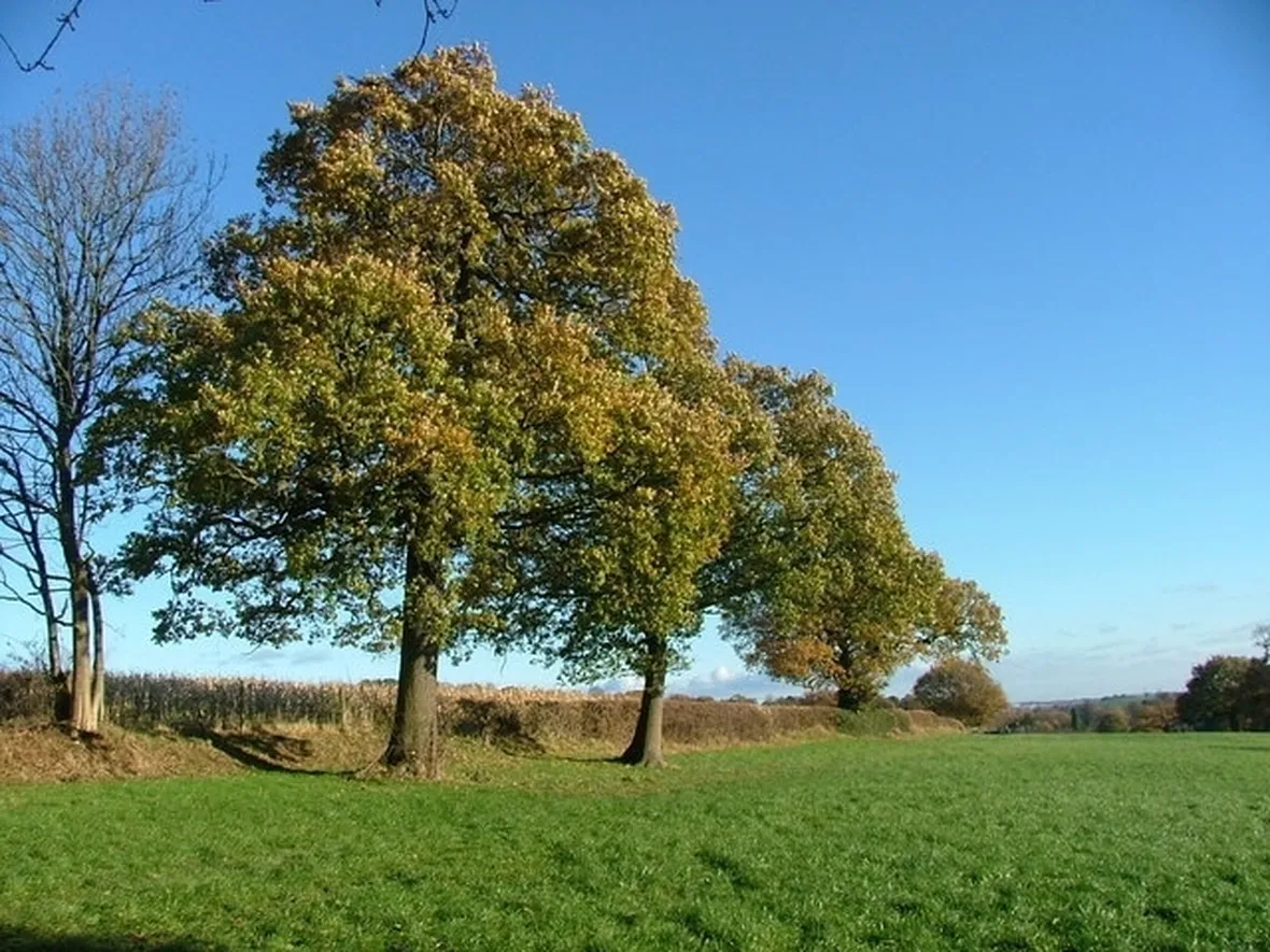 Risposta : quercia