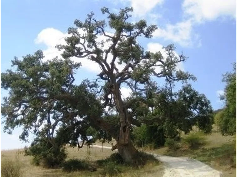 Risposta : quercia