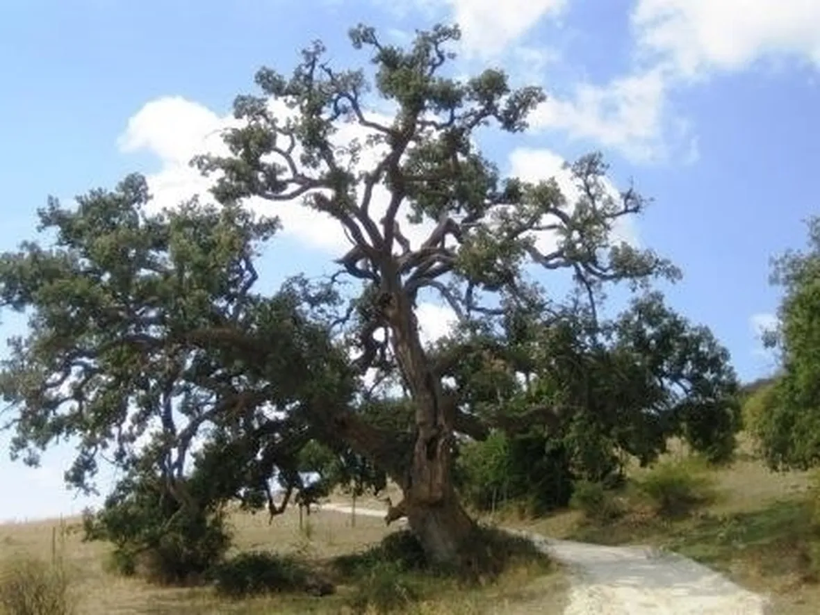 Risposta : quercia