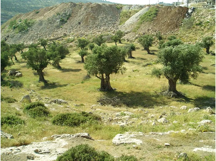 ulivo