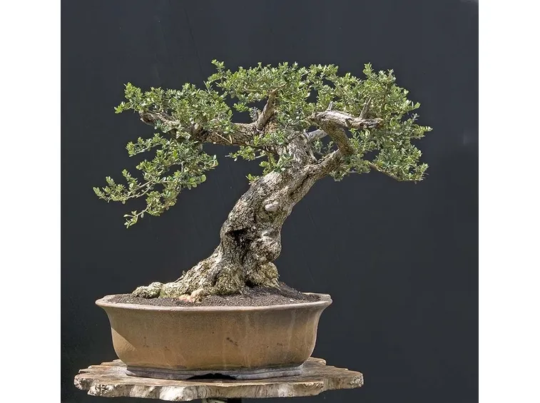 Risposta : ulivo bonsai