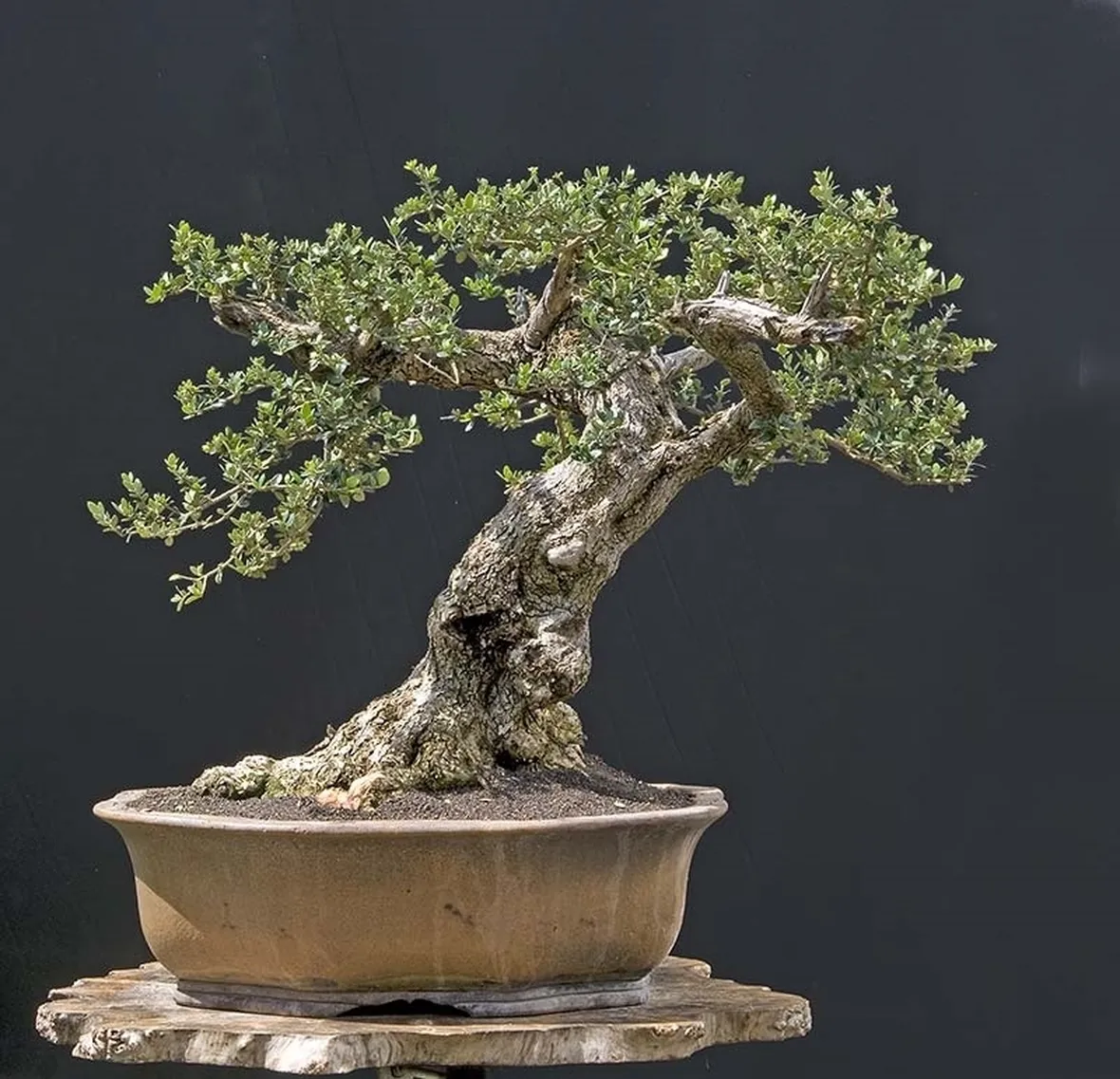 Risposta : ulivo bonsai