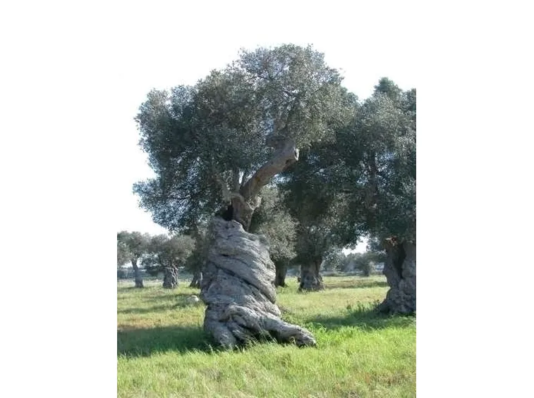 Risposta : ulivo con foglie macchiate