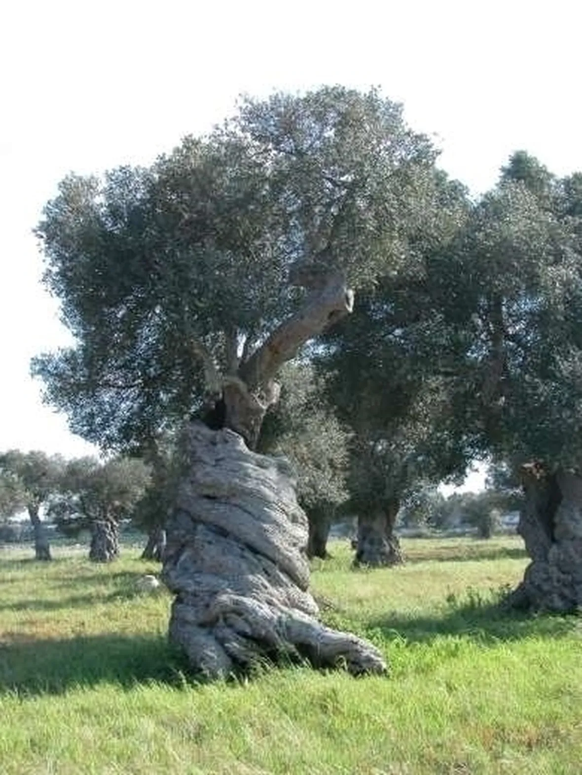 Risposta : ulivo con foglie macchiate