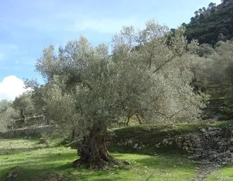 Risposta : ULIVO IN FITOCELLA - VASO