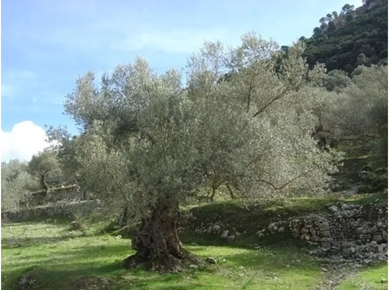Risposta : ULIVO IN FITOCELLA - VASO