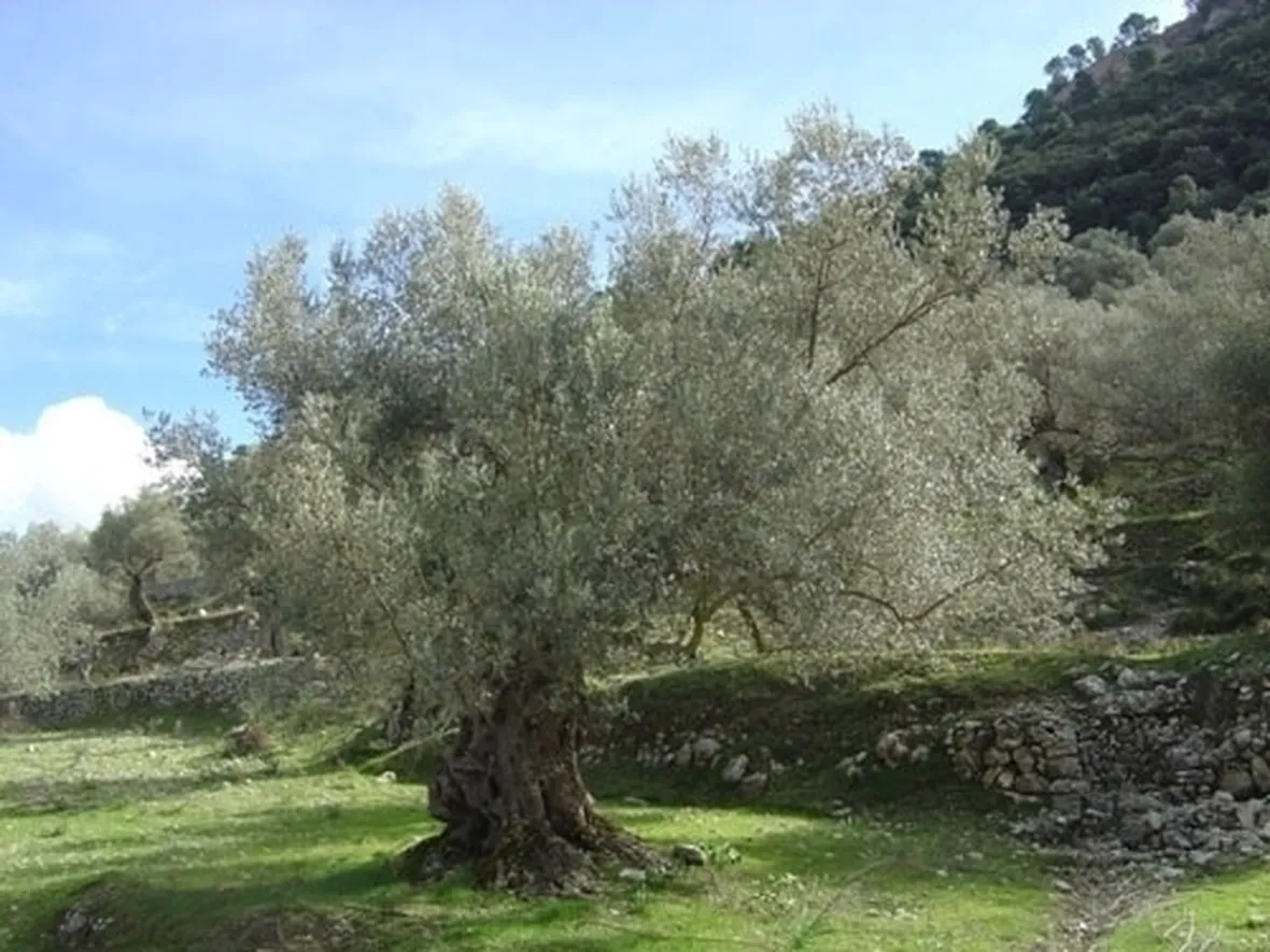 Risposta : ULIVO IN FITOCELLA - VASO