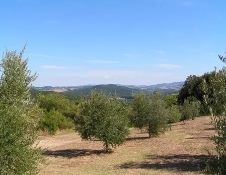 Risposta : Ulivo perde corteccia