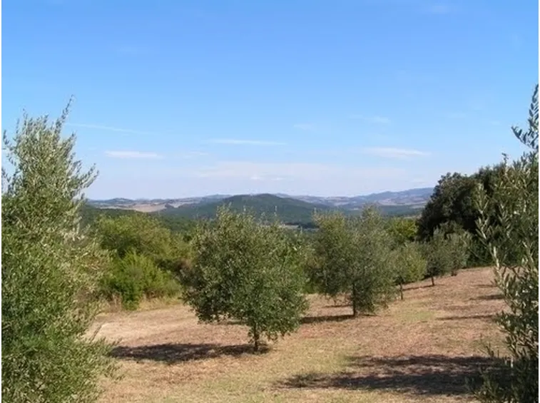 Risposta : Ulivo perde corteccia