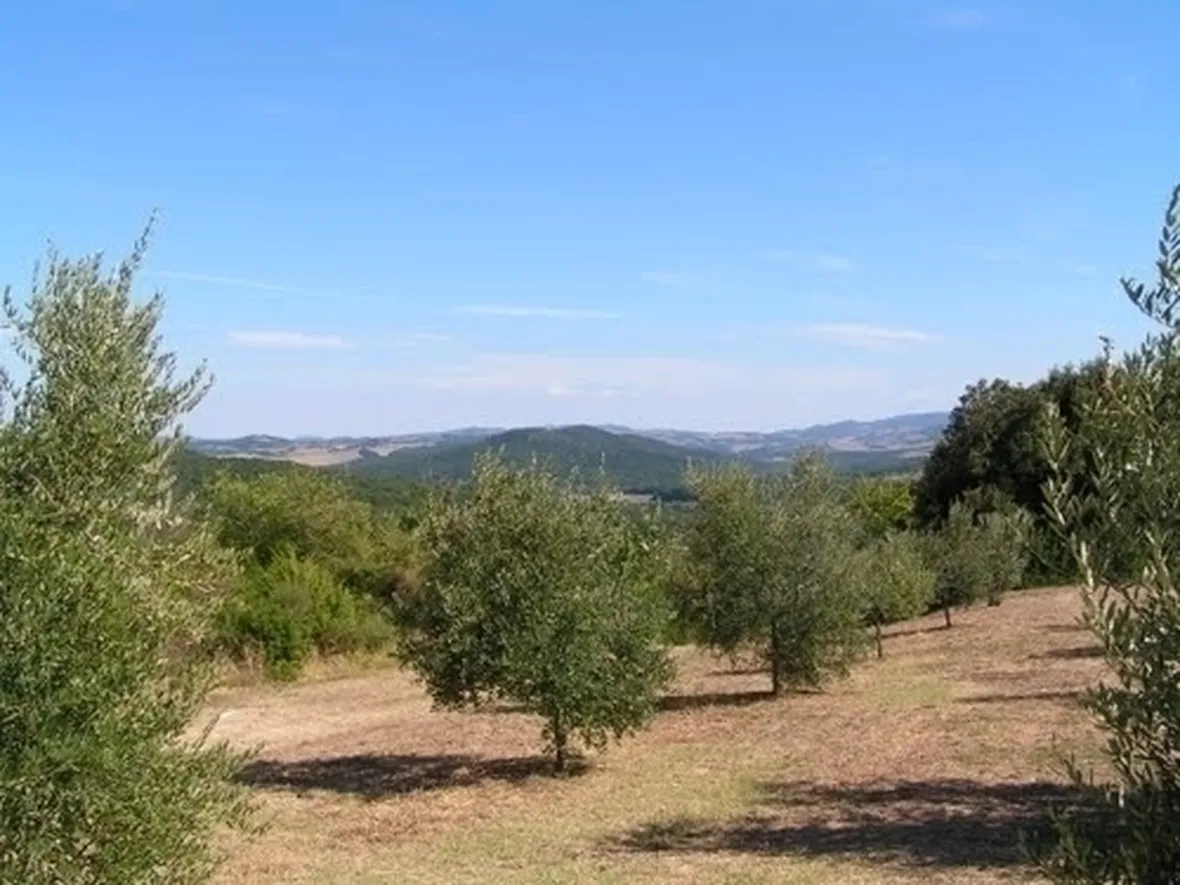 Risposta : Ulivo perde corteccia