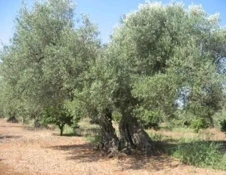 Terreno e concime per l'ulivo