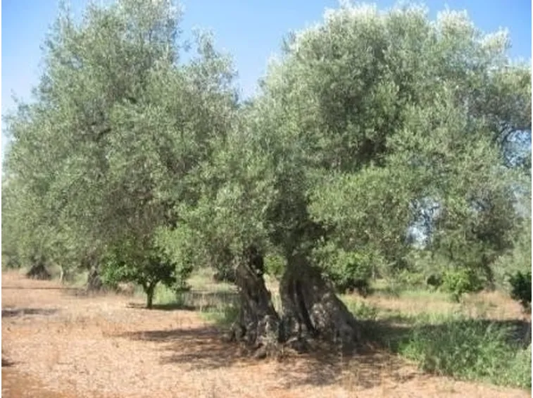 Terreno e concime per l'ulivo