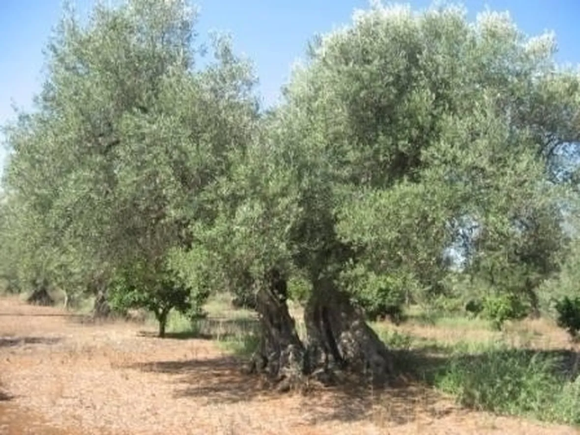 Terreno e concime per l'ulivo