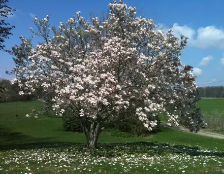Terreno magnolia