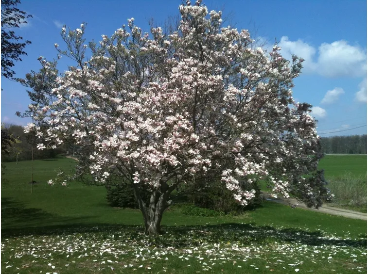 Terreno magnolia