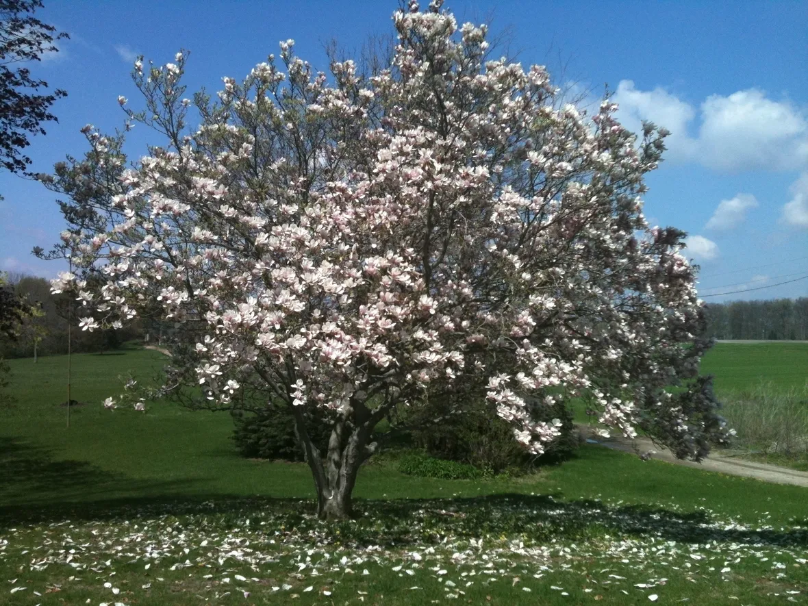 Terreno magnolia