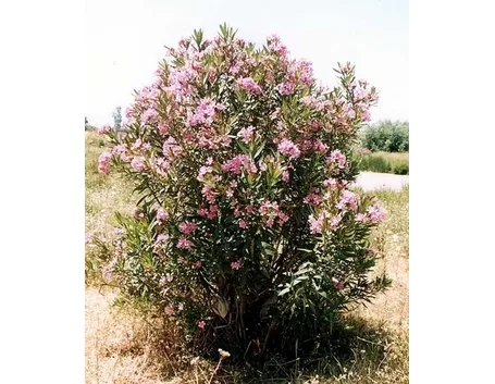 Tipi di malattie delle foglie d'oleandro