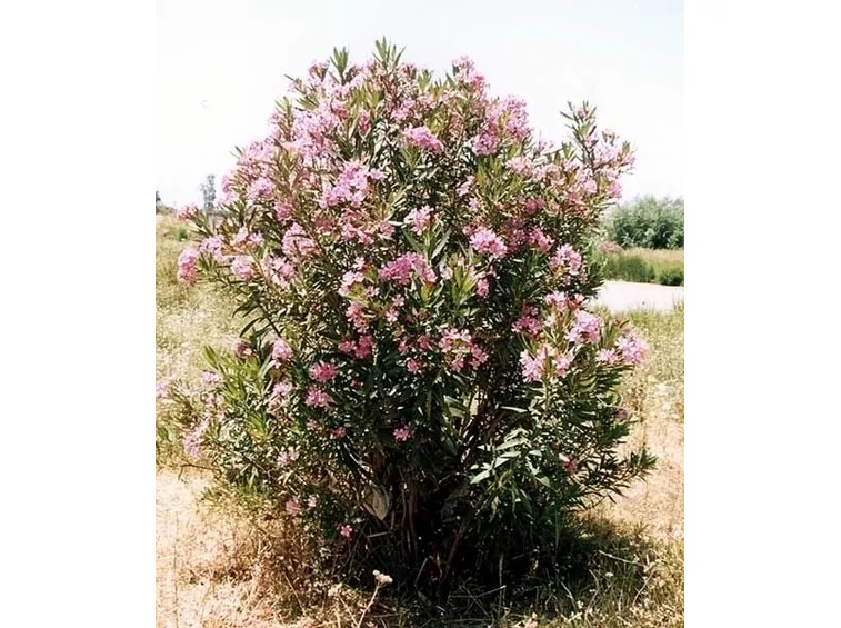 Tipi di malattie delle foglie d'oleandro