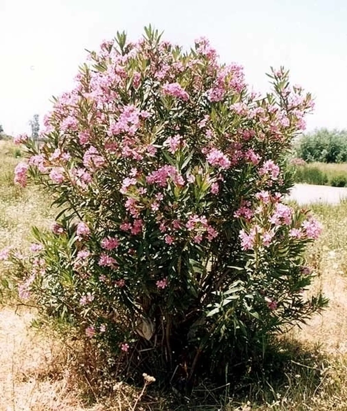 Tipi di malattie delle foglie d'oleandro