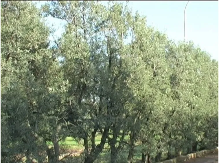 Ulivo cipressino