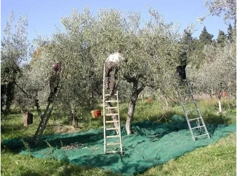 Ulivo