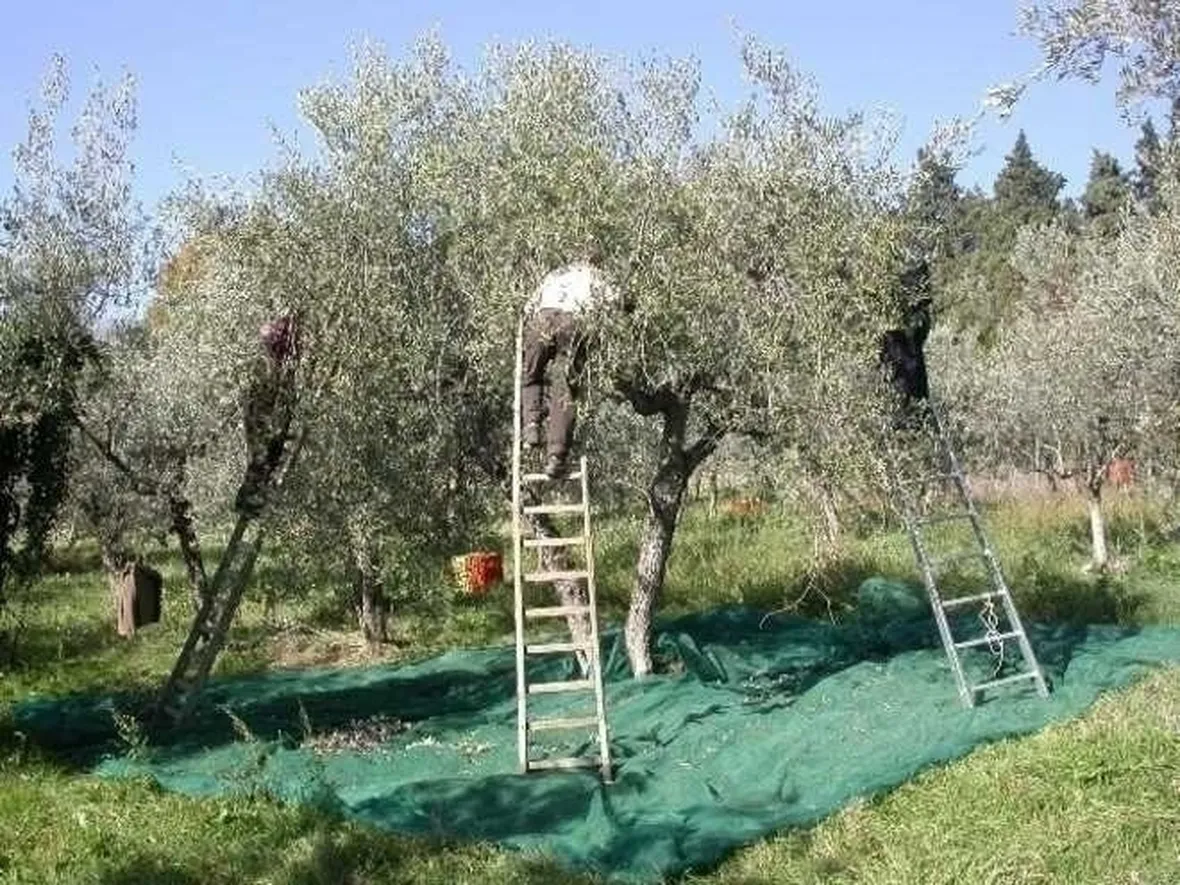 Ulivo