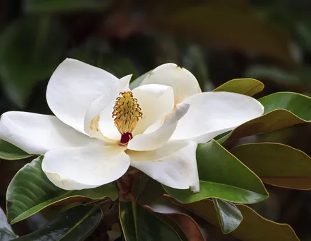 Varietà di magnolia
