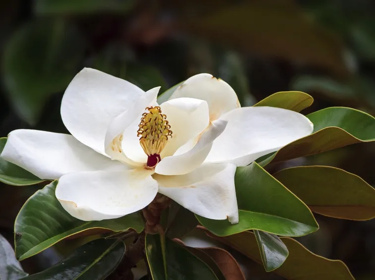 Varietà di magnolia